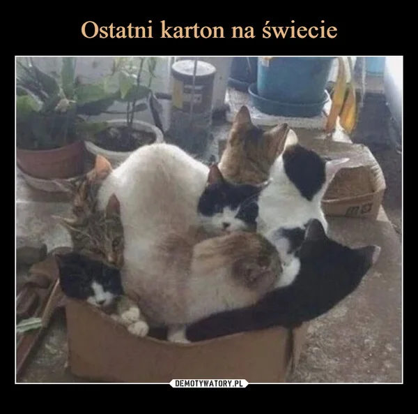 
    Ostatni karton na świecie