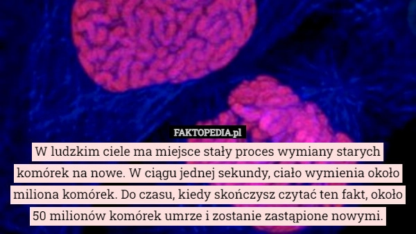 
    W ludzkim ciele ma miejsce stały proces wymiany starych komórek na nowe.