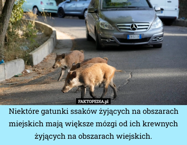 
    Niektóre gatunki ssaków żyjących na obszarach miejskich mają większe mózgi