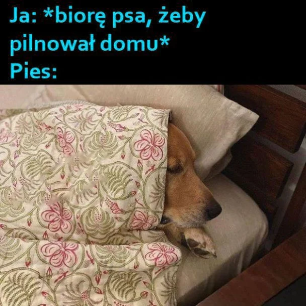 
    Psi obrońca