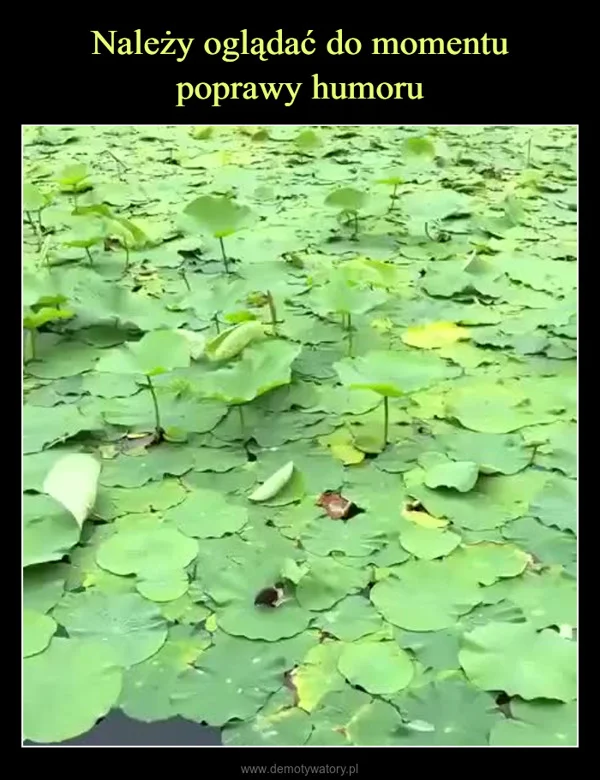 
    Należy oglądać do momentu poprawy humoru