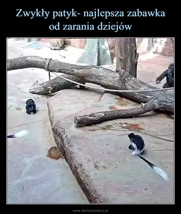 
    Zwykły patyk- najlepsza zabawka od zarania dziejów
