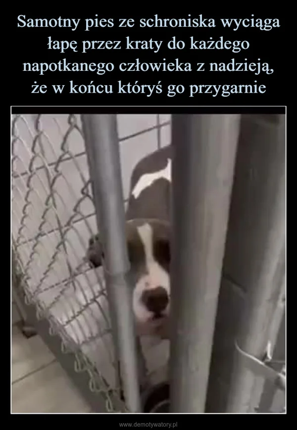 
    Samotny pies ze schroniska wyciąga łapę przez kraty do każdego napotkanego człowieka z nadzieją, że w końcu któryś go przygarnie