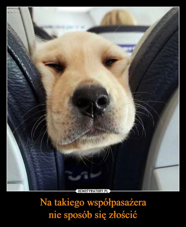 Na takiego współpasażera nie sposób się złościć