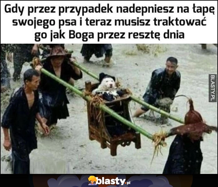 
    Gdy przez przypadek nadepniesz na łapę swojego psa i teraz musisz traktować go jak boga przez resztę dnia