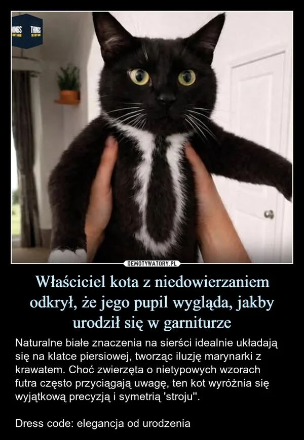 
    Właściciel kota z niedowierzaniem odkrył, że jego pupil wygląda, jakby urodził się w garniturze