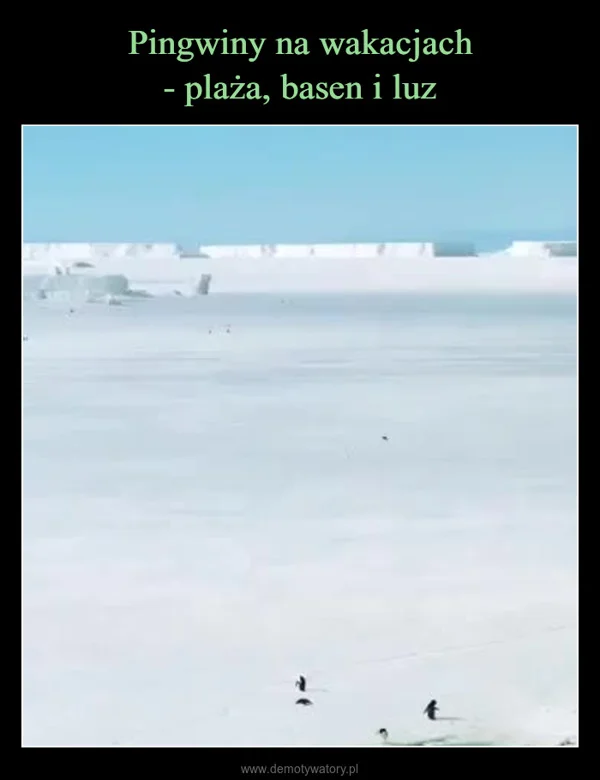 
    Pingwiny na wakacjach - plaża, basen i luz