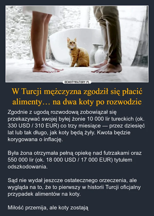 
    W Turcji mężczyzna zgodził się płacić alimenty… na dwa koty po rozwodzie