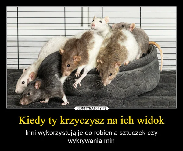 
    Kiedy ty krzyczysz na ich widok