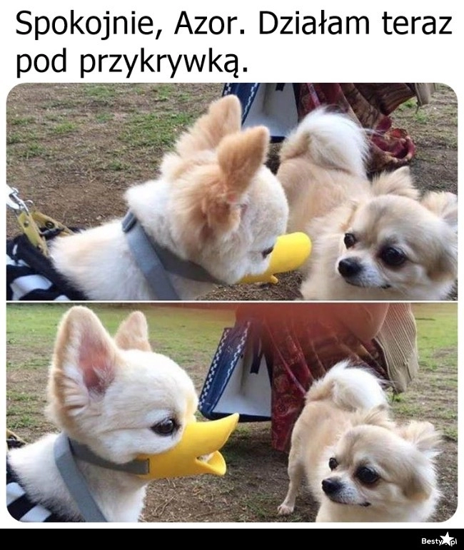 
    Pod przykrywką 