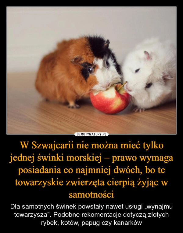 
    W Szwajcarii nie można mieć tylko jednej świnki morskiej – prawo wymaga posiadania co najmniej dwóch, bo te towarzyskie zwierzęta cierpią żyjąc w samotności