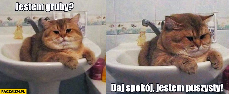 Jestem gruby daj spokój jestem puszysty kot