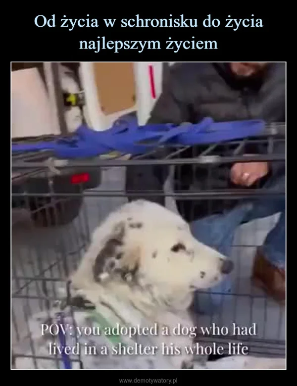 
    Od życia w schronisku do życia najlepszym życiem