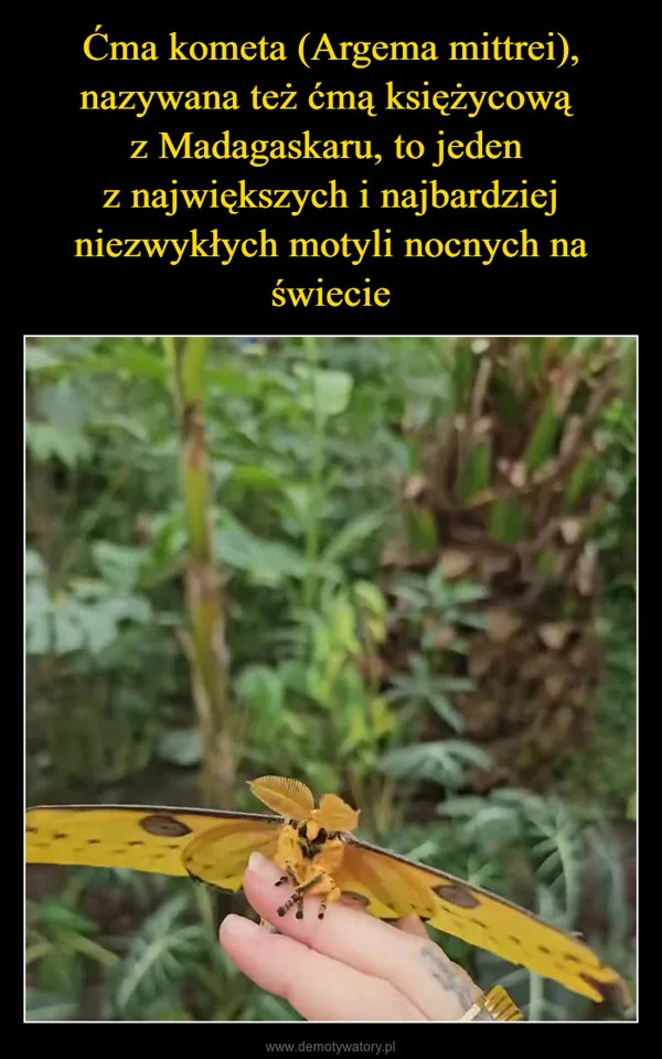
    Ćma kometa (Argema mittrei), nazywana też ćmą księżycową z Madagaskaru, to jeden z największych i najbardziej niezwykłych motyli nocnych na świecie