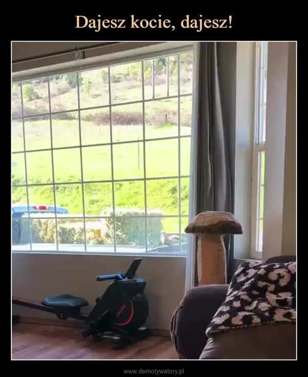 
    Dajesz kocie, dajesz!