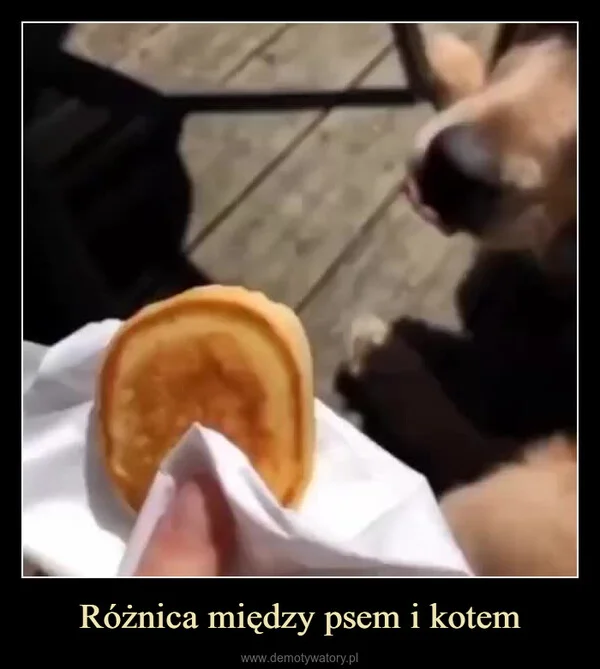 
    Różnica między psem i kotem