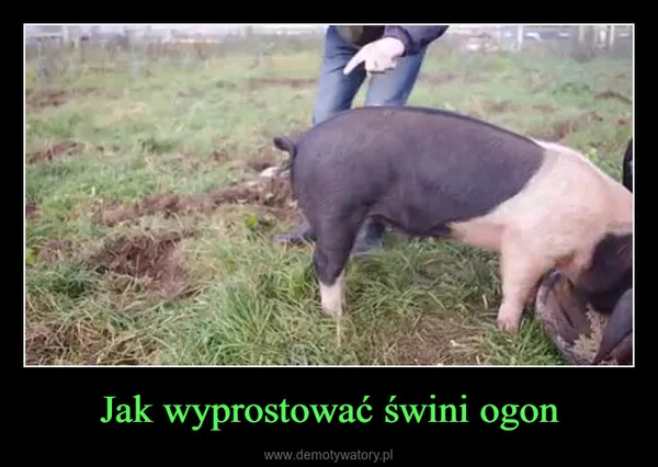 
    Jak wyprostować świni ogon