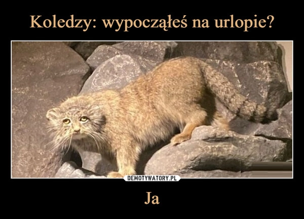 
    Koledzy: wypocząłeś na urlopie? Ja