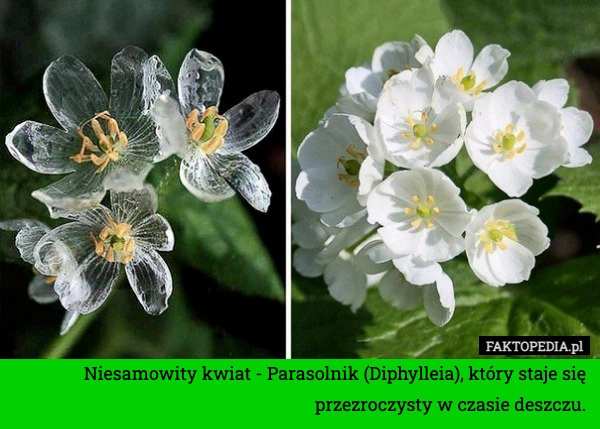 
    Niesamowity kwiat - Parasolnik (Diphylleia), który staje się przezroczysty