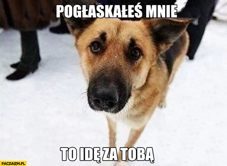 
    Pogłaskałeś mnie to idę za Tobą logika psa