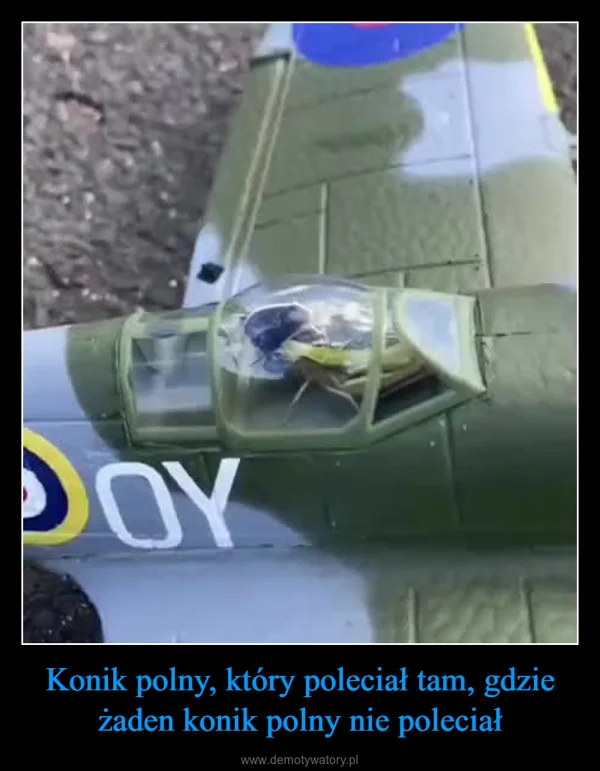 
    Konik polny, który poleciał tam, gdzie żaden konik polny nie poleciał