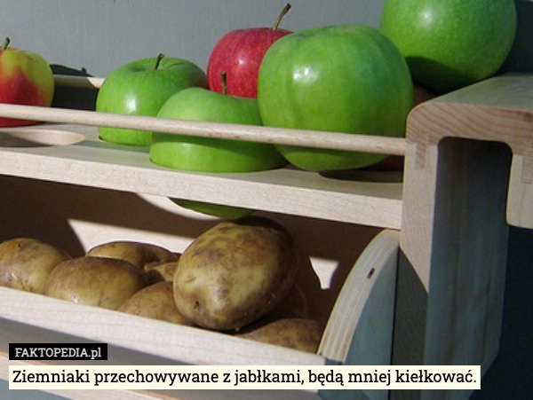 
    Ziemniaki przechowywane z jabłkami, będą mniej kiełkować.