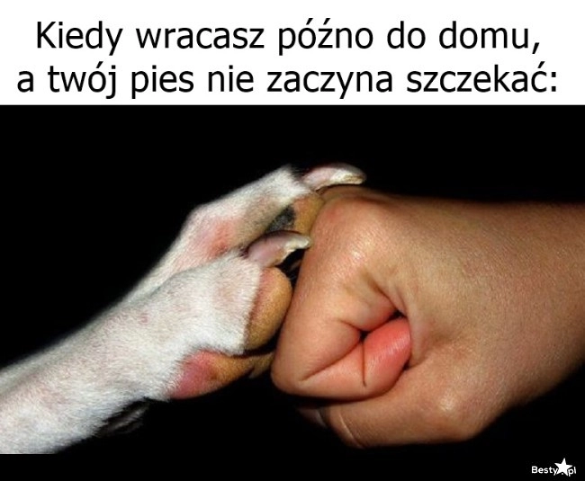 
    Dzięki, piesku 