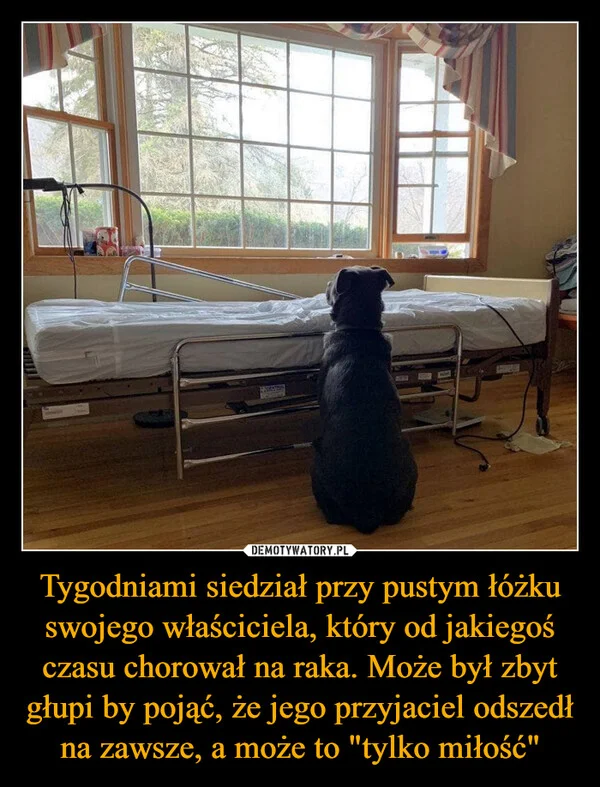 
    Tygodniami siedział przy pustym łóżku swojego właściciela, który od jakiegoś czasu chorował na raka. Może był zbyt głupi by pojąć, że jego przyjaciel odszedł na zawsze, a może to 