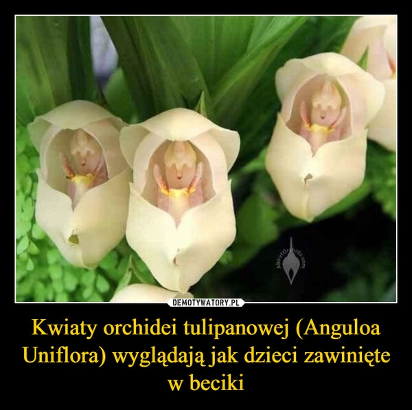 
    Kwiaty orchidei tulipanowej (Anguloa Uniflora) wyglądają jak dzieci zawinięte w beciki