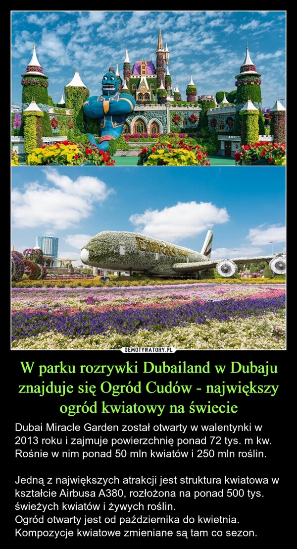 
    W parku rozrywki Dubailand w Dubaju znajduje się Ogród Cudów - największy ogród kwiatowy na świecie