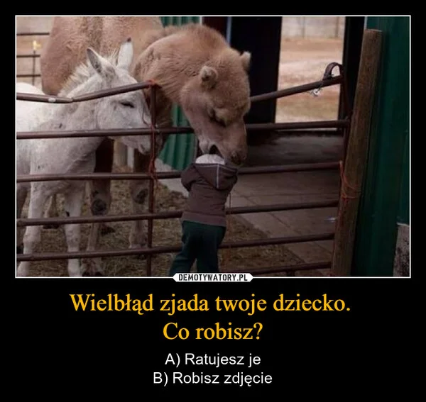 
    Wielbłąd zjada twoje dziecko. Co robisz?