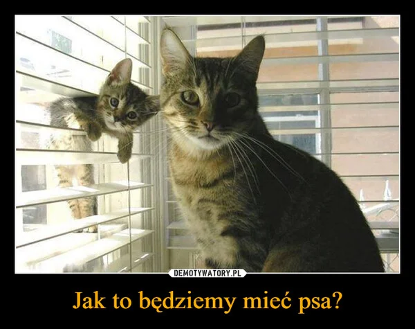 
    Jak to będziemy mieć psa?