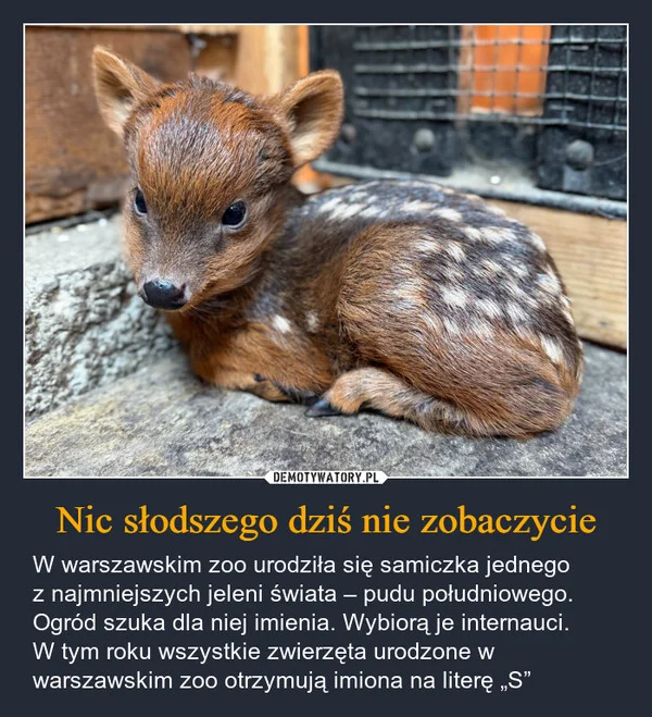 
    Nic słodszego dziś nie zobaczycie