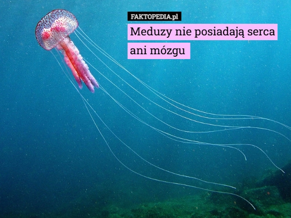 
    Meduzy nie posiadają serca ani mózgu 