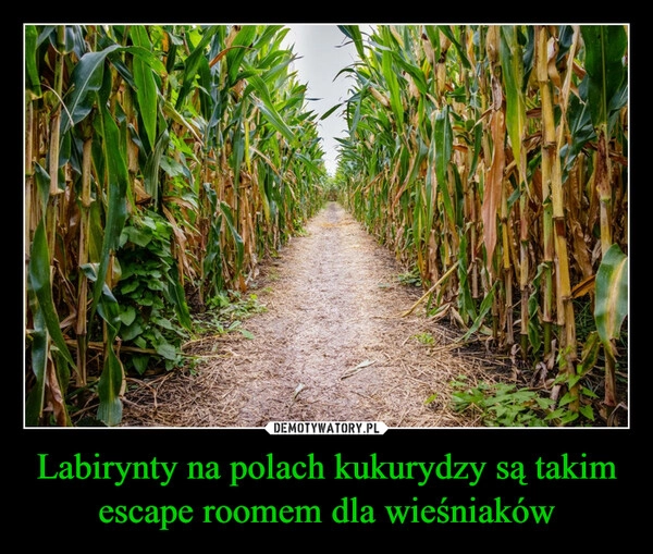 
    Labirynty na polach kukurydzy są takim escape roomem dla wieśniaków