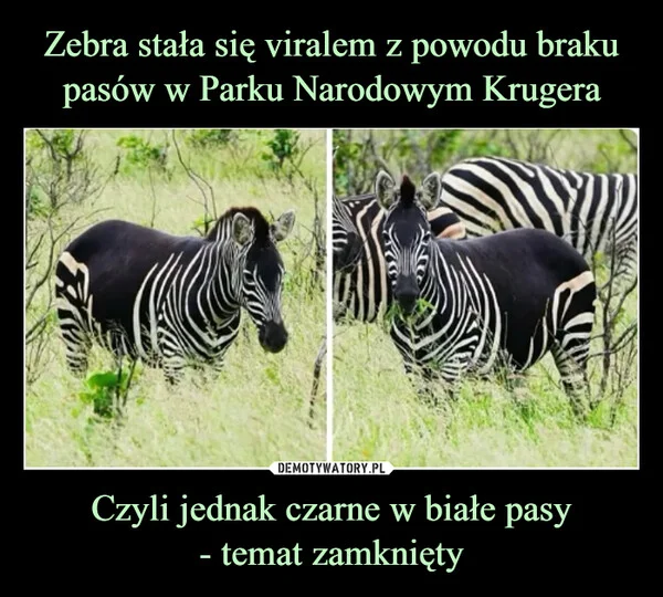 
    Zebra stała się viralem z powodu braku pasów w Parku Narodowym Krugera Czyli jednak czarne w białe pasy - temat zamknięty