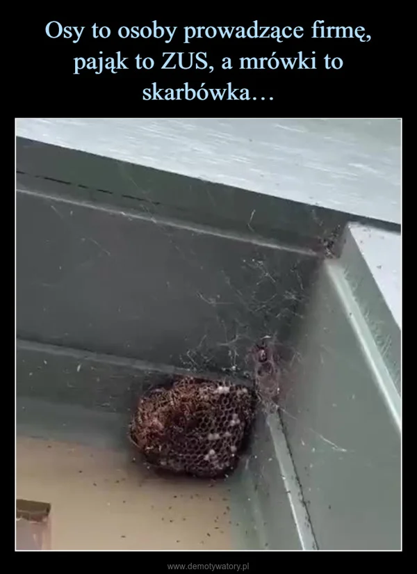 Osy to osoby prowadzące firmę, pająk to ZUS, a mrówki to skarbówka…
