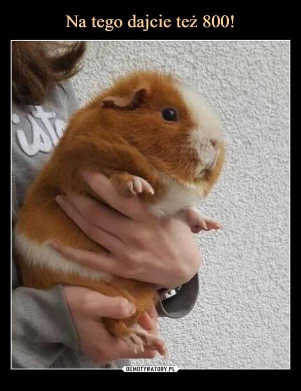 
    Na tego dajcie też 800!