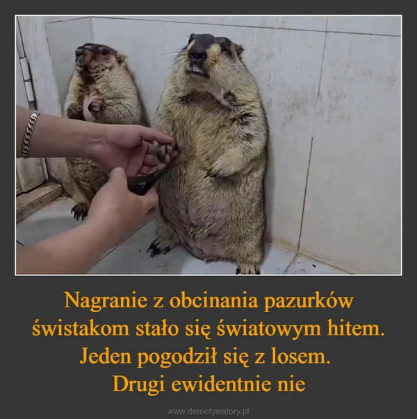 
    Nagranie z obcinania pazurków świstakom stało się światowym hitem. Jeden pogodził się z losem. Drugi ewidentnie nie