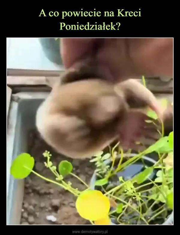 
    A co powiecie na Kreci Poniedziałek?