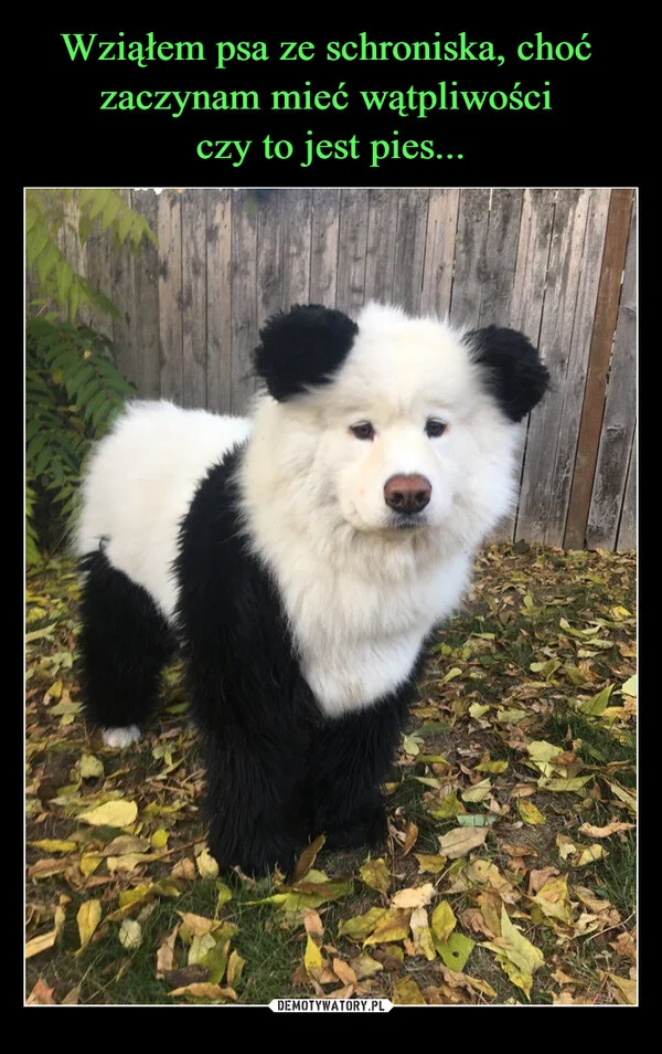 
    Wziąłem psa ze schroniska, choć zaczynam mieć wątpliwości czy to jest pies...