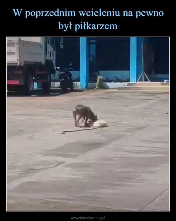 
    W poprzednim wcieleniu na pewno był piłkarzem