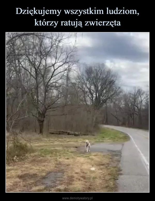
    Dziękujemy wszystkim ludziom, którzy ratują zwierzęta