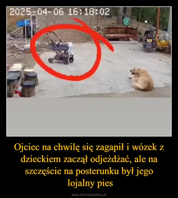 
    Ojciec na chwilę się zagapił i wózek z dzieckiem zaczął odjeżdżać, ale na szczęście na posterunku był jego lojalny pies