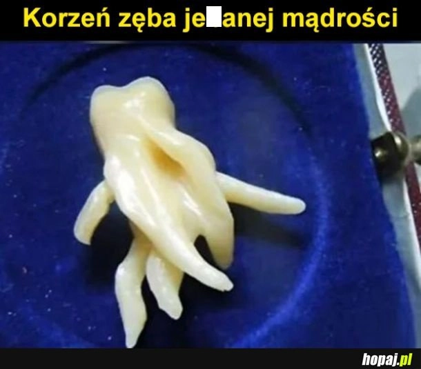 
    Mądre jak c...j