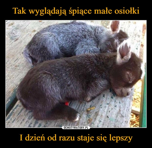 
    Tak wyglądają śpiące małe osiołki I dzień od razu staje się lepszy