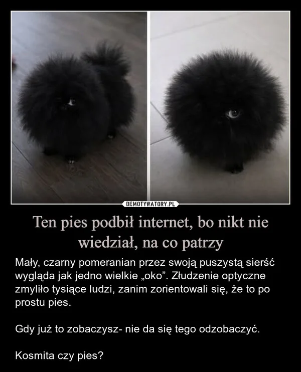 
    Ten pies podbił internet, bo nikt nie wiedział, na co patrzy