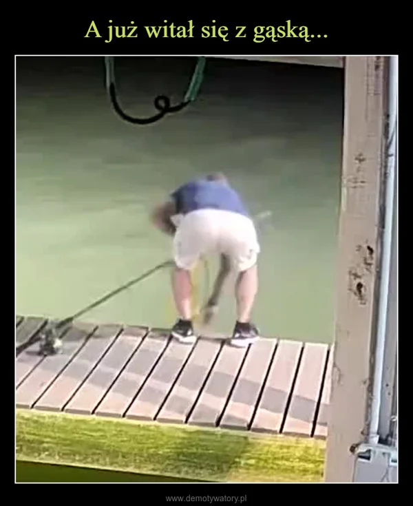 
    A już witał się z gąską...