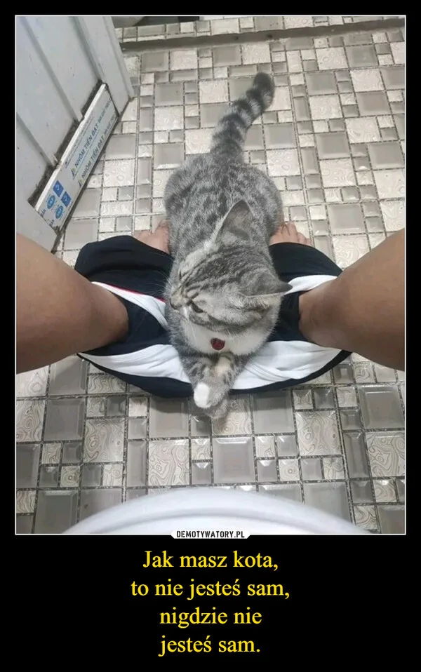 
    Jak masz kota, to nie jesteś sam, nigdzie nie jesteś sam.