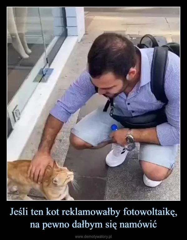 
    Jeśli ten kot reklamowałby fotowoltaikę, na pewno dałbym się namówić